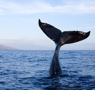 A Safe Haven for Whales: Understanding the Need for Sanctuaries