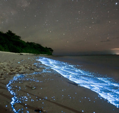 The Science of Bioluminescence: How Plankton Light Up the Ocean