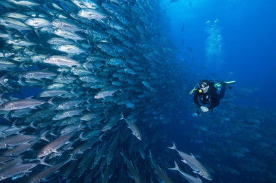 Exploring the Depths: An Introduction to Scuba Diving