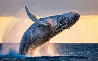 MAJESTIC GIANTS OF THE OCEAN: UNDERSTANDING THE WORLD OF WHALES