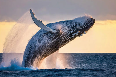 Majestic Giants of the Ocean: Understanding the World of Whales