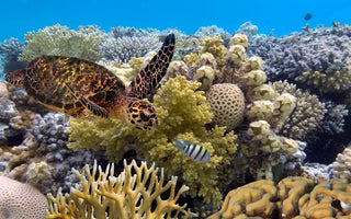 THE GREAT BARRIER REEF: DIVE, SNORKEL, AND SAIL THROUGH AUSTRALIA'S CORAL WONDERLAND
