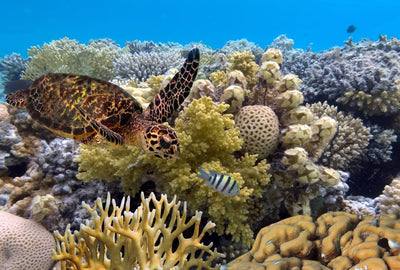 The Great Barrier Reef: Dive, Snorkel, and Sail Through Australia's Coral Wonderland