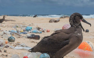 GLOBAL INITIATIVES FOR OCEAN CONSERVATION: UNITED EFFORTS TO SAVE OUR SEAS