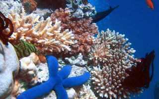 THE GREAT BARRIER REEF UNVEILED: DOCUMENTING THE WORLD'S LARGEST CORAL REEF SYSTEM