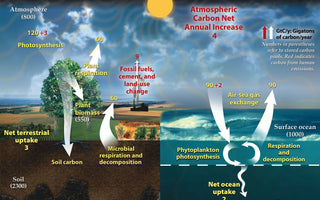 The Carbon Footprint of Daily Commutes: Transportation's Role in Ocean Acidification