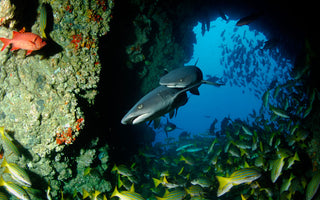 COSTA RICA: EXPLORE THE UNDERWATER WORLD OF COCOS ISLAND Nestled in the Pacific Ocean, off the coast of Costa Rica, lies a pristine