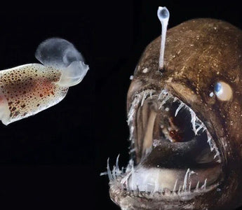 LIFE IN EXTREMES: DEEP-SEA CREATURES AND THEIR REMARKABLE ADAPTATIONS