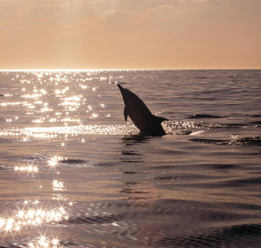 Dolphin-Friendly Tourism: Promoting Responsible Dolphin Encounters 