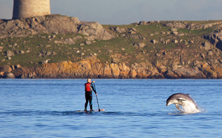 DOLPHIN SPECIES SPOTLIGHT: A DIVE INTO THE DIVERSITY OF OCEANIC DELIGHTS