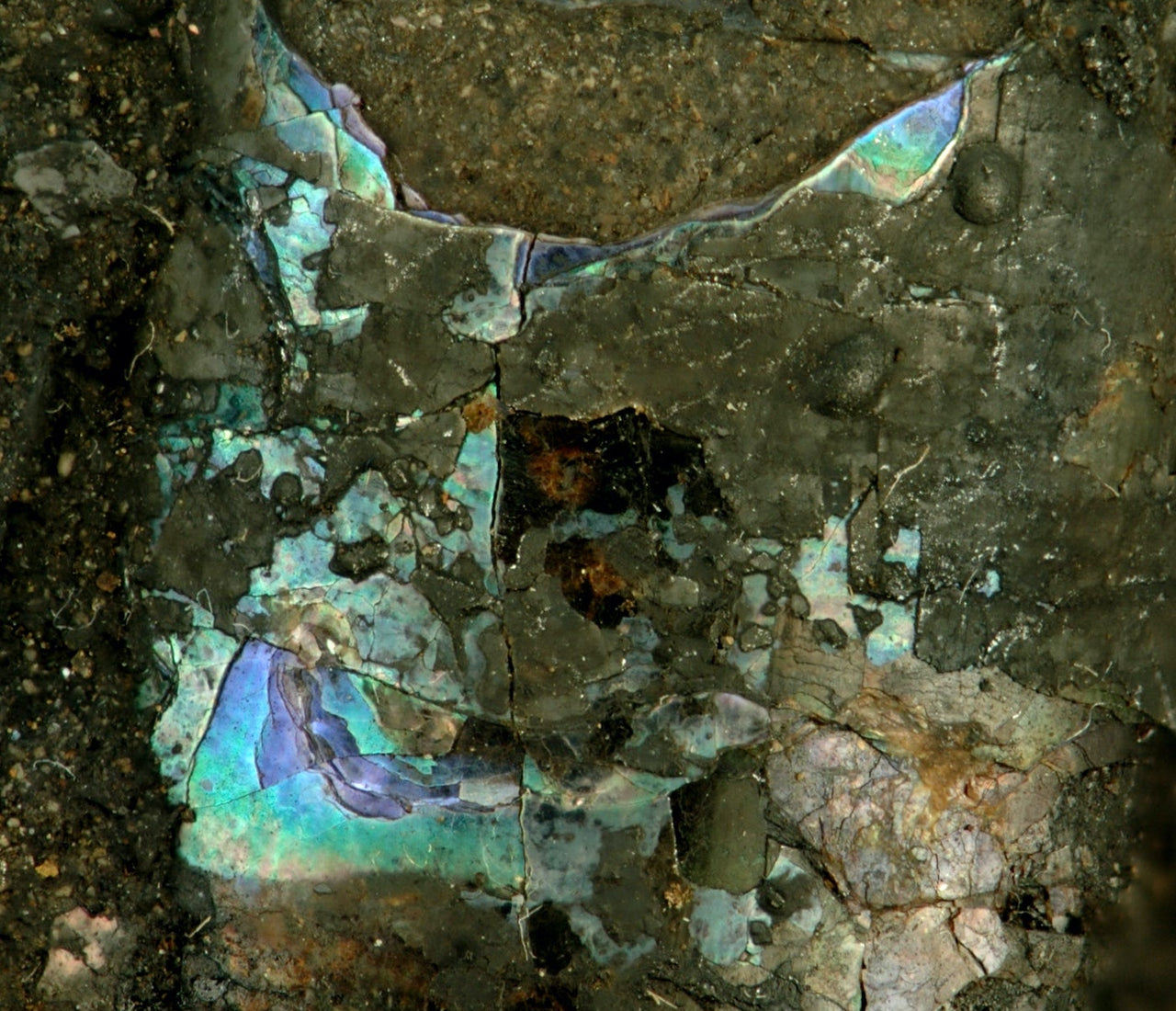 A Dive into the Iridescent Beauty: How Mother of Pearl is Formed ...