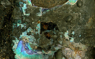 A DIVE INTO THE IRIDESCENT BEAUTY: HOW MOTHER OF PEARL IS FORMED