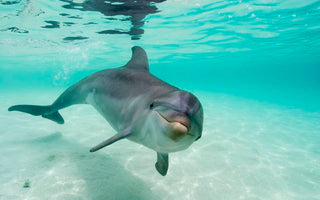 DOLPHIN MYTHS VS. FACTS: DISPELLING COMMON MISCONCEPTIONS