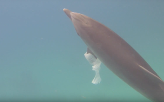 THE IMPACT OF HUMAN ACTIVITIES ON DOLPHINS: CONSERVATION CHALLENGES IN A CHANGING OCEAN