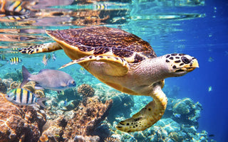 THE ROLE OF SEA TURTLES IN MARINE ECOSYSTEMS: GUARDIANS OF THE OCEAN