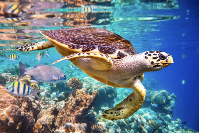 The Role of Sea Turtles in Marine Ecosystems: Guardians of the Ocean