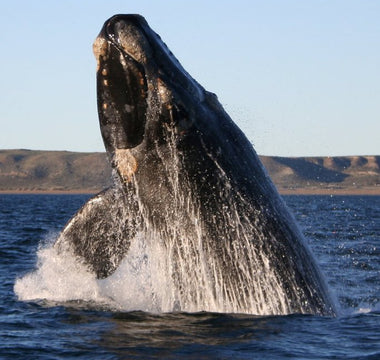 The Cultural Significance of Whales: Legends, Myths, and Symbolism