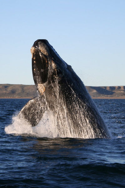 The Cultural Significance of Whales: Legends, Myths, and Symbolism