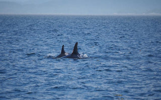 FROM CAPTIVITY TO FREEDOM: THE RESCUED WHALES' STORIES