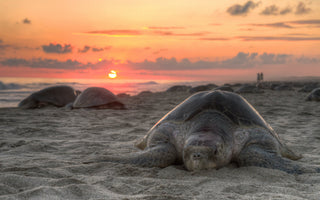 The Life Cycle of Sea Turtles: From Hatchlings to Adult Survivors