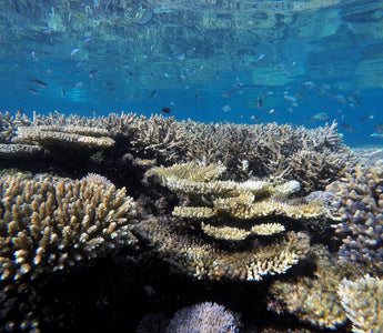 Diving into the Deep: Exploring Underwater Wonders and Coral Reefs